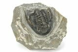 Detailed Cornuproetus Trilobite Fossil - Morocco #245263-5